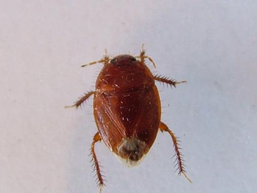 Réf. 237 399 : Macroscytus brunneus